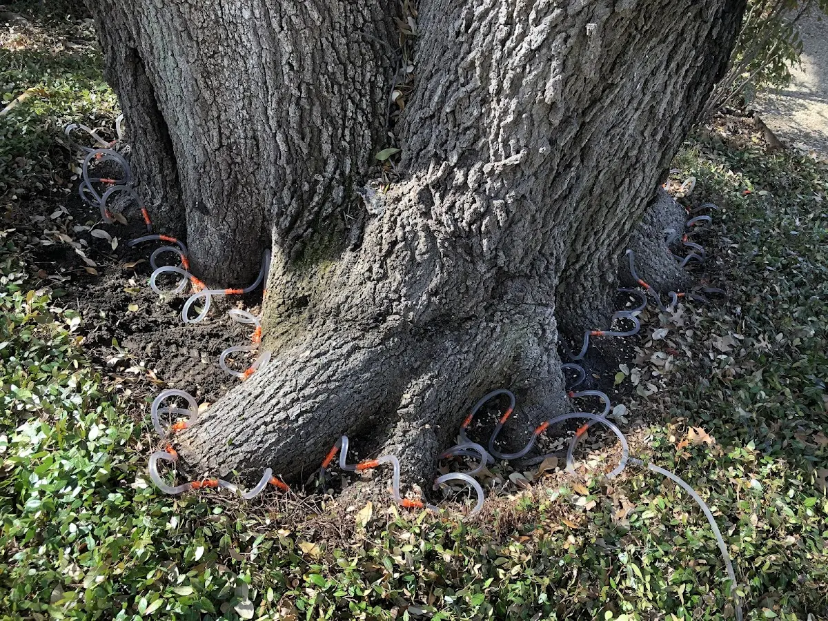 Detailed Tree Cabling and Bracing job site in La Harpe