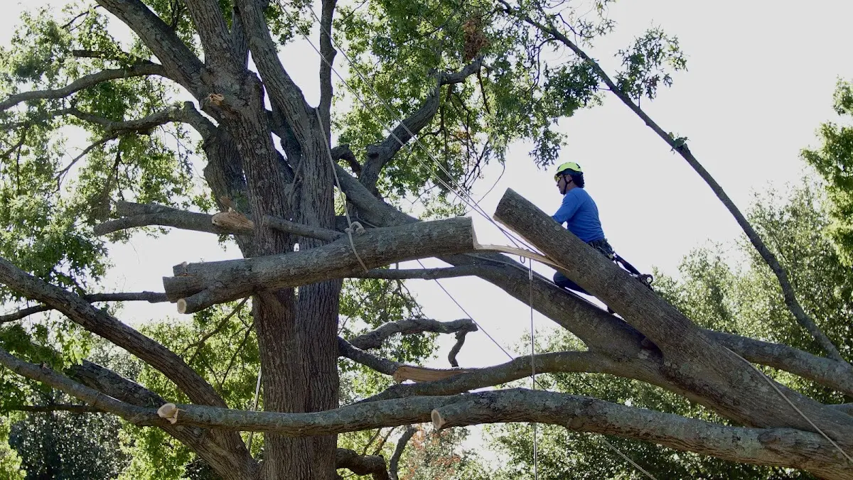Professional Hazardous Tree Removal performed by certified arborists in La Harpe