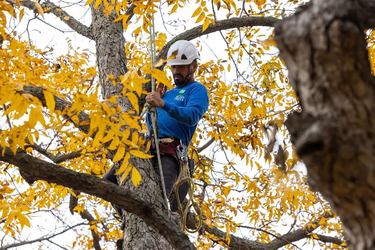 Skilled Storm Damage Cleanup crew working in La Harpe